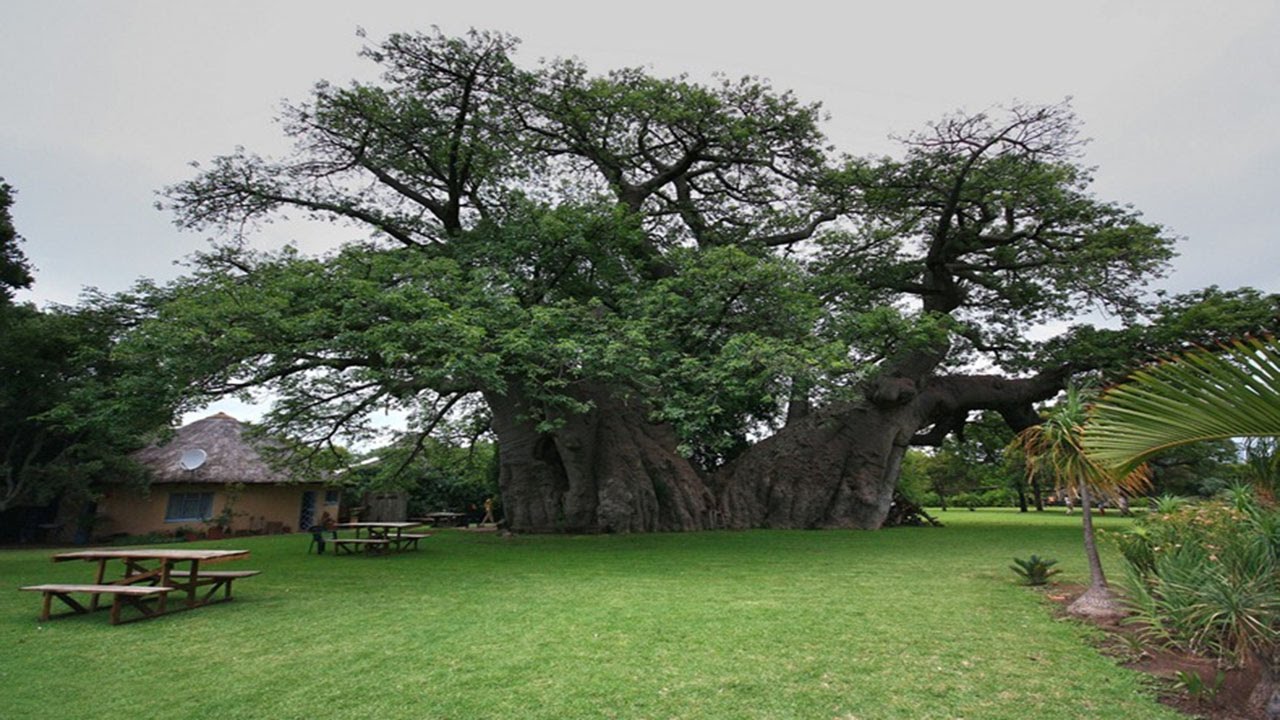 pricture of the Sagole Baobab tree